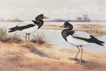 Animal Painting - Aves de ganso urraca